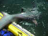 Thresher shark tail wrangling - Corral Canyon - Jason "jas" Morton