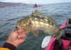 Calico bass caught in front of Abalone Cove (Palos Verdes) - John "Eagle Eye" Pawlak
