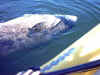 Iceman releases a Black Sea Bass off of La Jolla. The giant fish revived and swam away