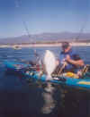 Rhyno's halibut showing the white underside