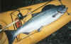 Chinook salmon, 22 1/2 lbs.Fraser River, British 
Columbia, Canada,July 12, 2003.Sun Velocity kayak, Clyde Cowan