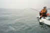 Juvenile thresher shark at color - Grego continues to fight the fish while it continues to swim circles around his kayak