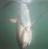Thresher shark underwater just before land and release